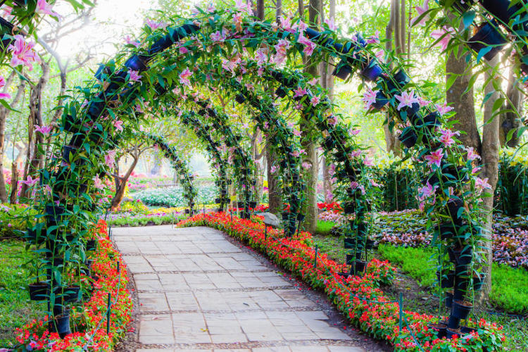 arches de jardin plantes grimpantes fleurs allee pietonne