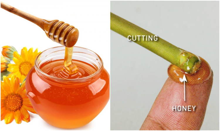 hormone de bouturage maison ingrédients naturels miel