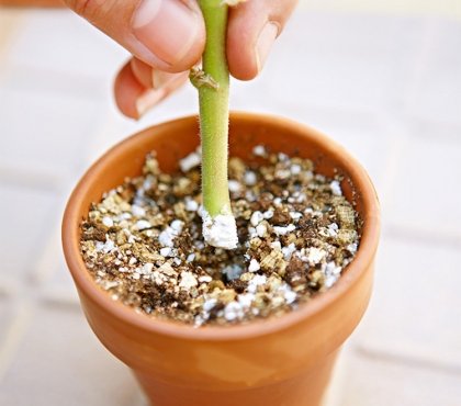 hormone de bouturage maison méthodes faciles écologiques adopter