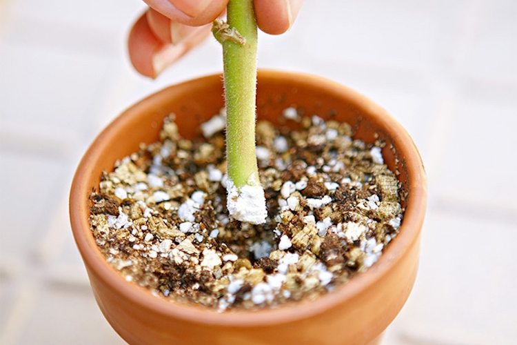 hormone de bouturage maison méthodes faciles écologiques adopter