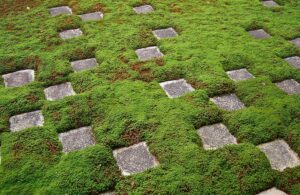 mousse dans la pelouse conseils comment enlever astuces jardinage