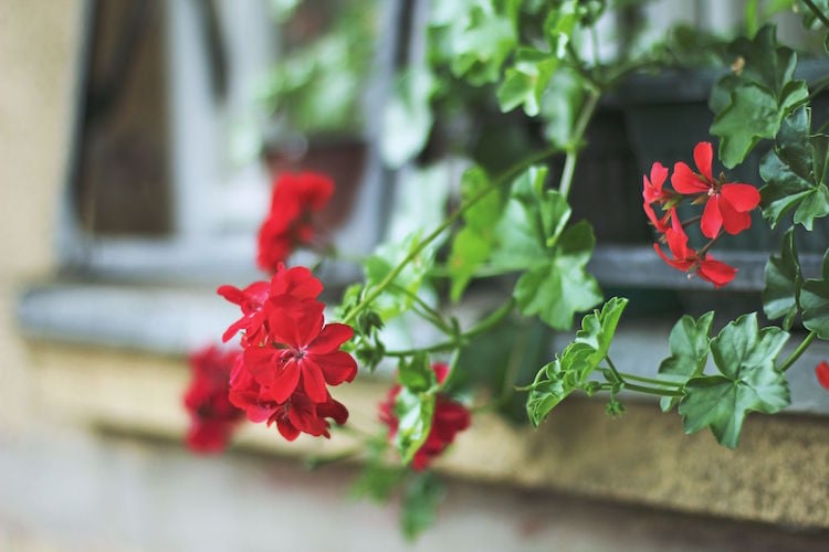 plantes anti moustiques geranium rouge rebord fenetre