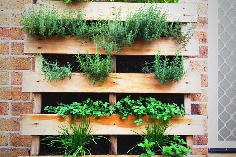 potager vertical palette idée récup DIY culture hors sol adaptée espace réduit