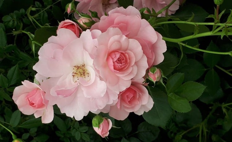 tendance jardin 2018 exposition florale Chelsea roses