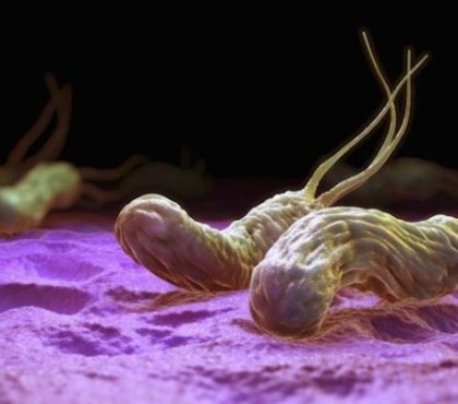 bactérie helicobacter pylori tout savoir définiton infection traitement