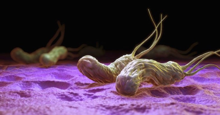 bactérie helicobacter pylori tout savoir définiton infection traitement