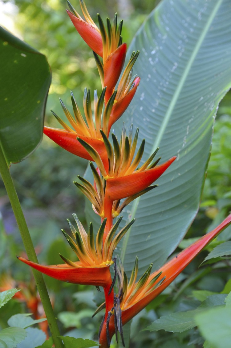 fleur oiseau de paradis plante vivace extérieure traitement contre maladies