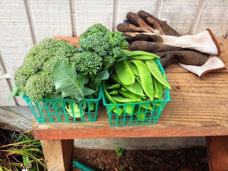 legumes qui poussent a ombre brocoli