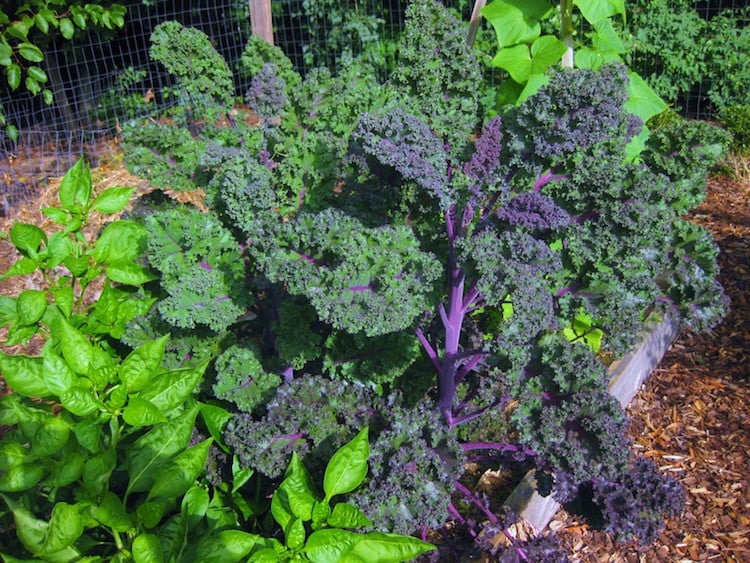 legumes qui poussent ombre chou frise kale