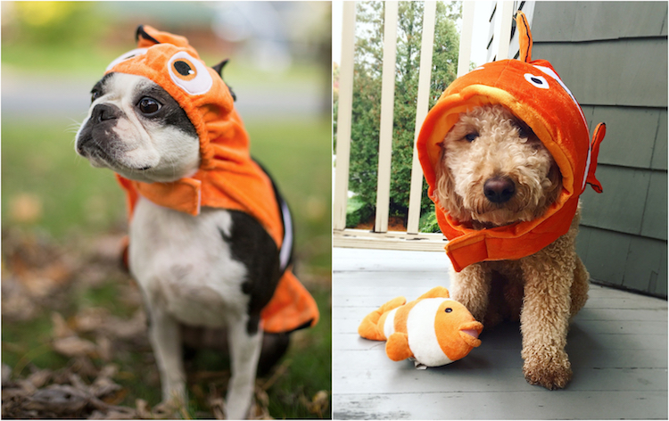 costume Nemo chien Halloween