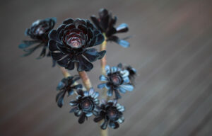 décoration avec plantes succulentes noires conseils et idées