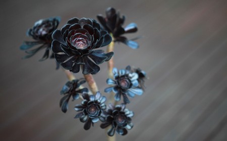 décoration avec plantes succulentes noires conseils et idées