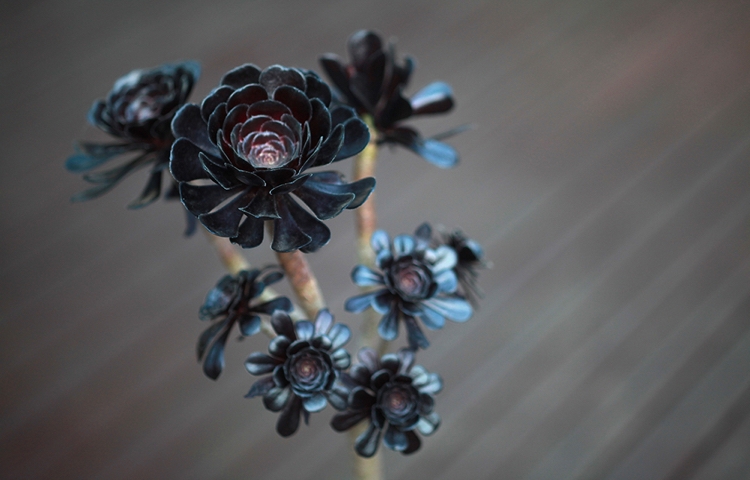 décoration avec plantes succulentes noires conseils et idées