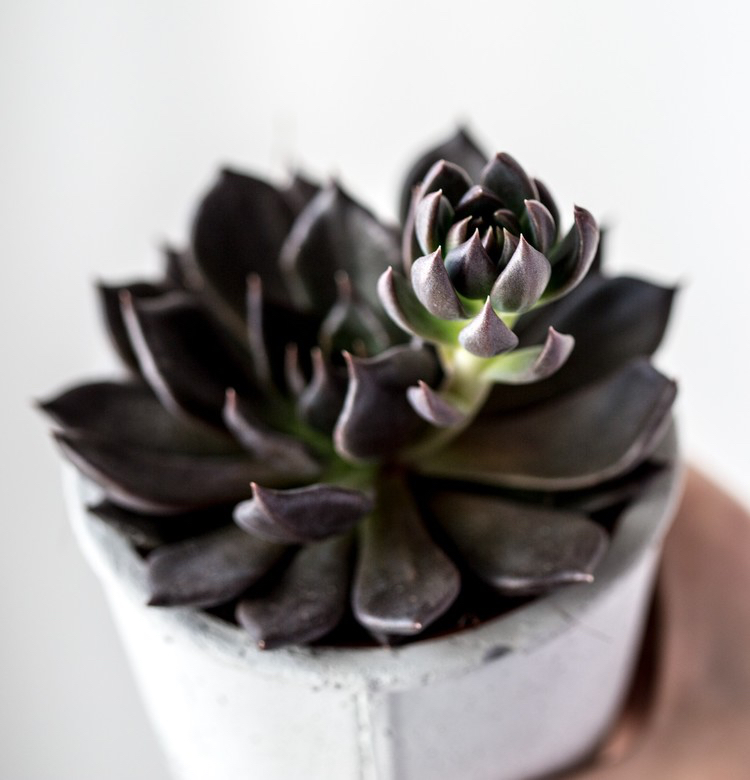 décoration avec plantes succulentes noires idées