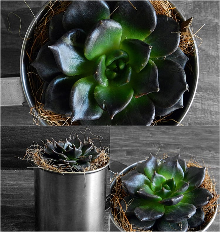idées modernes de décoration avec plantes succulentes noires
