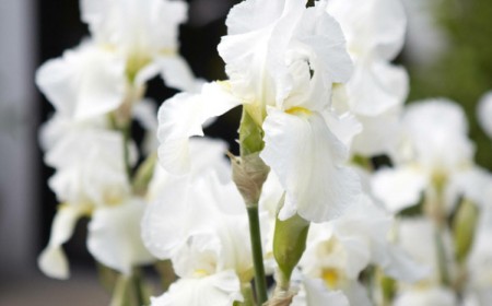 jardin blanc comment aménager trucs astuces inspirations images