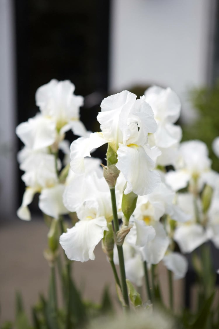 jardin blanc comment aménager trucs astuces inspirations images