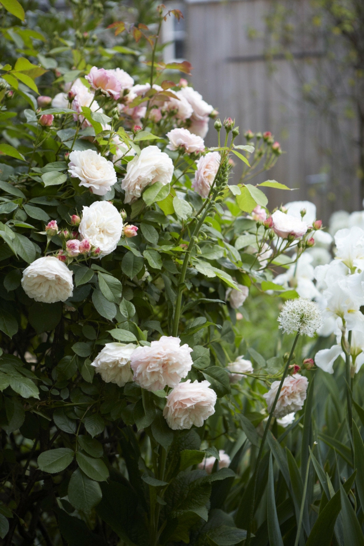 jardin blanc moderne roses vivaces fleurs blanches trucs astuces espace outdoor épuré
