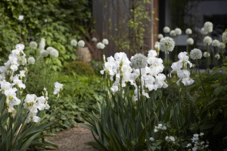 jardin blanc plantes fleurs blanches isnpirations pour enjoliver espace extérieur maison