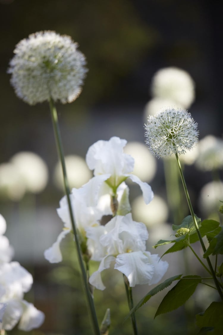 jardin blanc zen trucs astuces inspirations pour enjoliver coin vert
