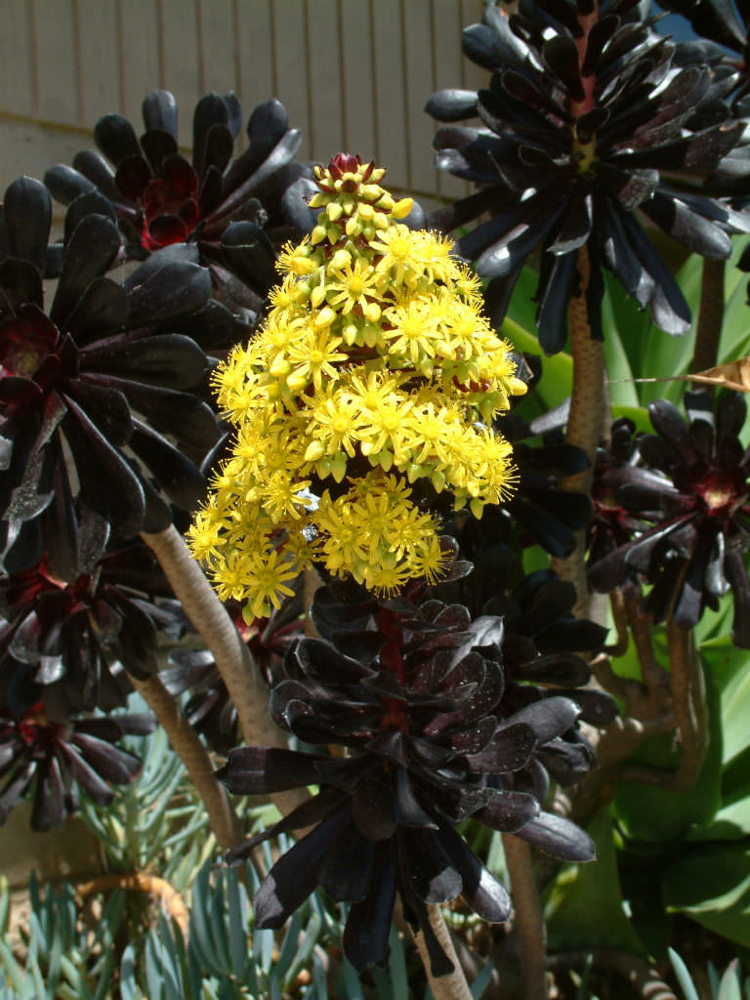 plantes succulentes noires associées floraison jaune