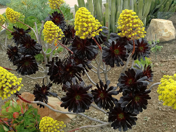 Plantes succulentes noires - idées de décoration d'intérieur et de
