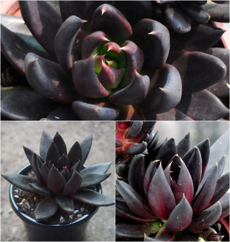 plantes succulentes noires décoration sympa