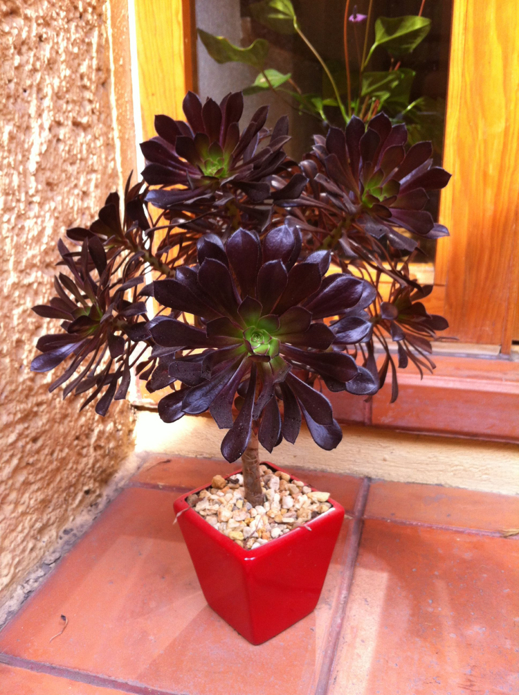 plantes succulentes noires décoration tendance pot rouge