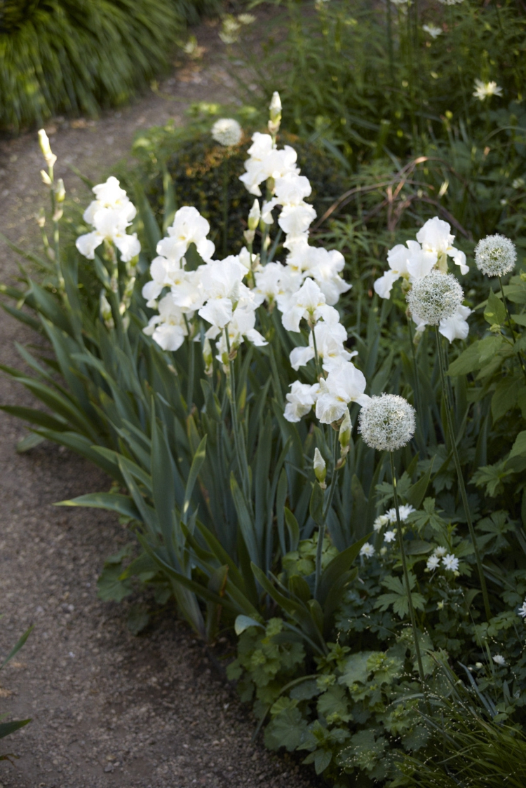 zoom meilleures plantes fleurs blanches pour créer jardin blanc