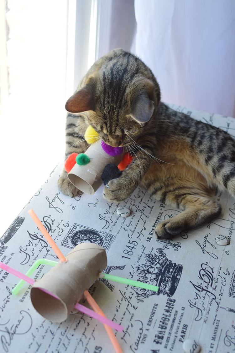 DIY jouet pour chat idée insolite facile rapide