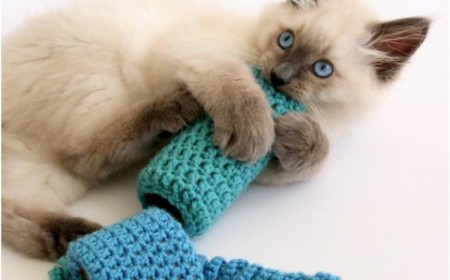 DIY jouet pour chat personnalisé fait sur mesure matériaux demeure