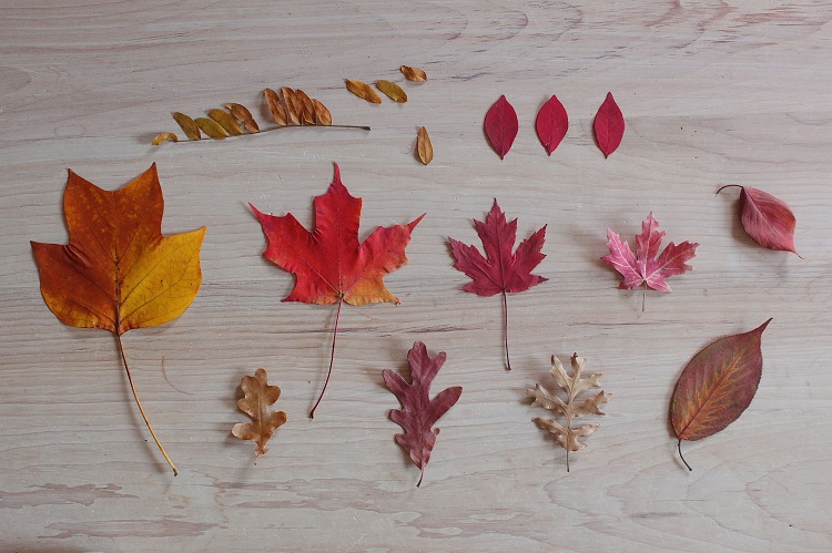 bricolage d'automne avec des feuilles d'arbre conseils pour conserver les feuilles