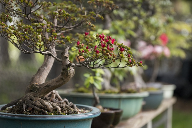 comment cultiver un bonsaï chez vous zoom espèces pour intérieur extérieur points essentiels connaitre