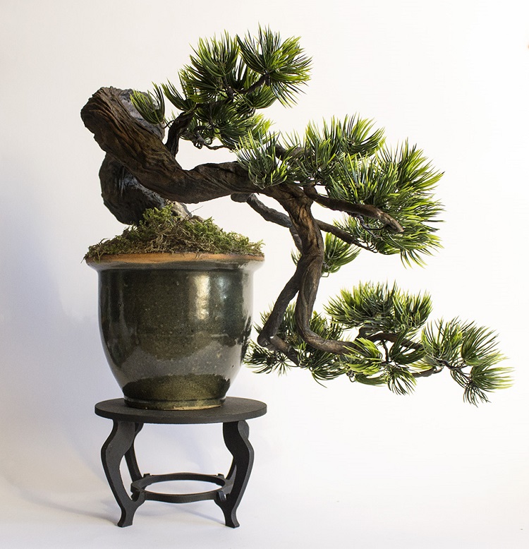 comment cultiver un bonsaï conseils taille pratique ligature