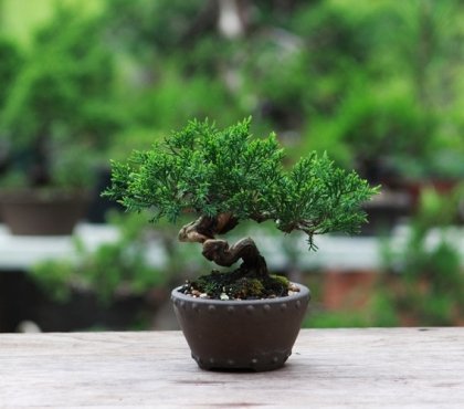 comment cultiver un bonsaï trucs astuces conseils élévage