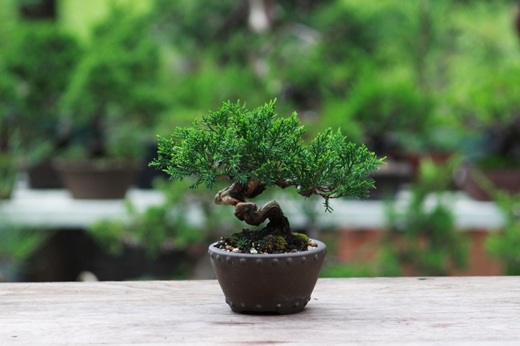 comment cultiver un bonsaï trucs astuces conseils élévage