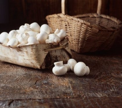 comment reconnaître un champignon comestible focus espèces courantes consommer