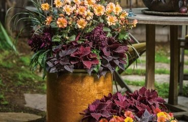 jardinière d'automne quelles fleurs choisir