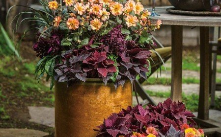 jardinière d'automne quelles fleurs choisir