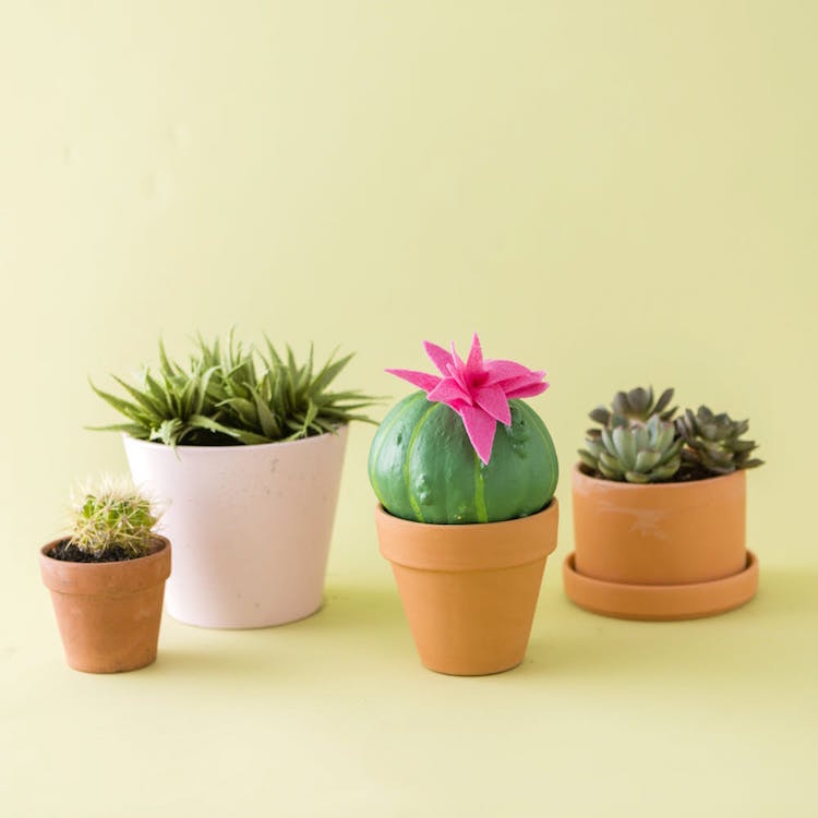 mini citrouille decorative cactus pot argile