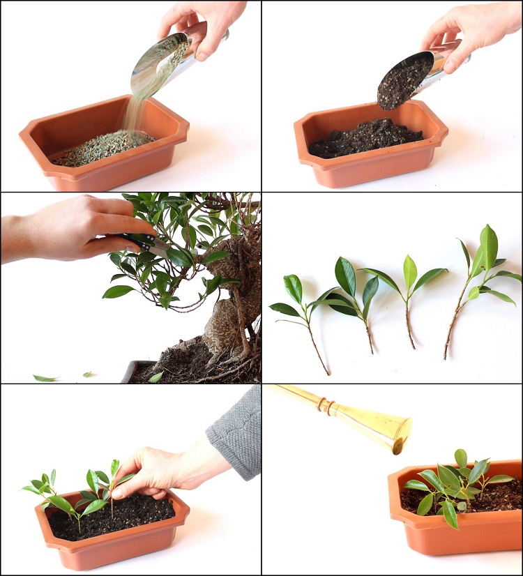 tuto pas à pas comment cultiver un bonsaï bouture