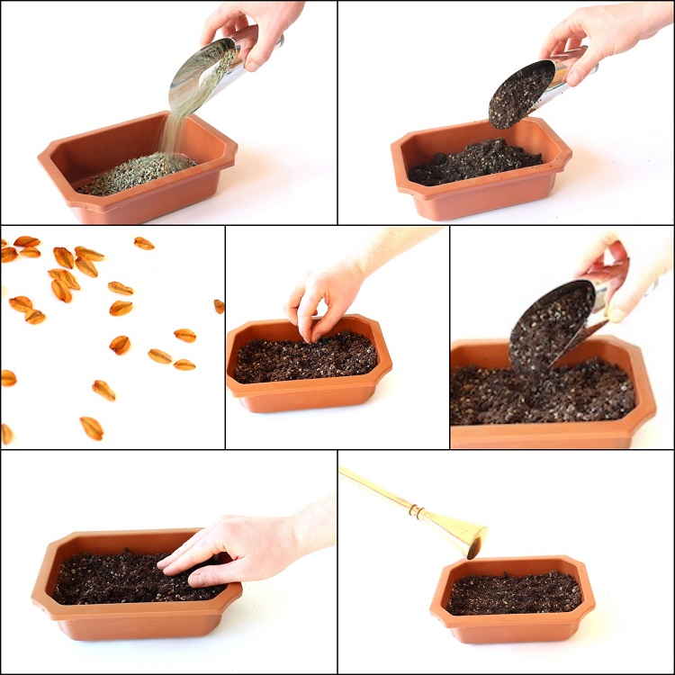 tuto étape par étape comment cultiver un bonsaï graines
