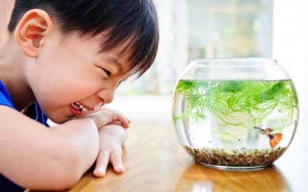 aquarium pour enfant contenant rond poisson guppy algues