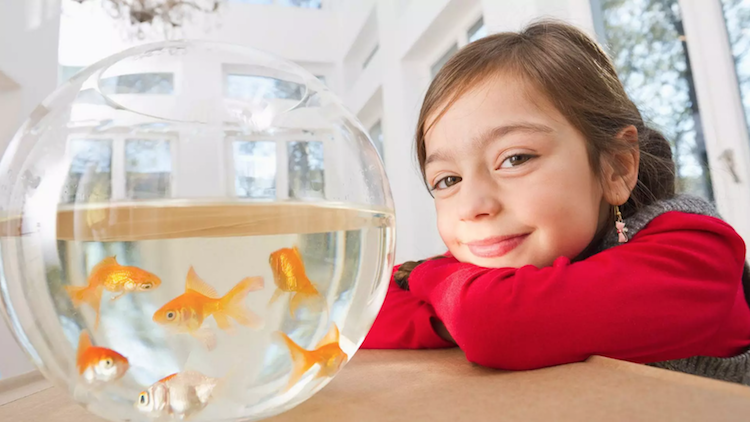aquarium pour enfant elever poissons animaux de compagnie