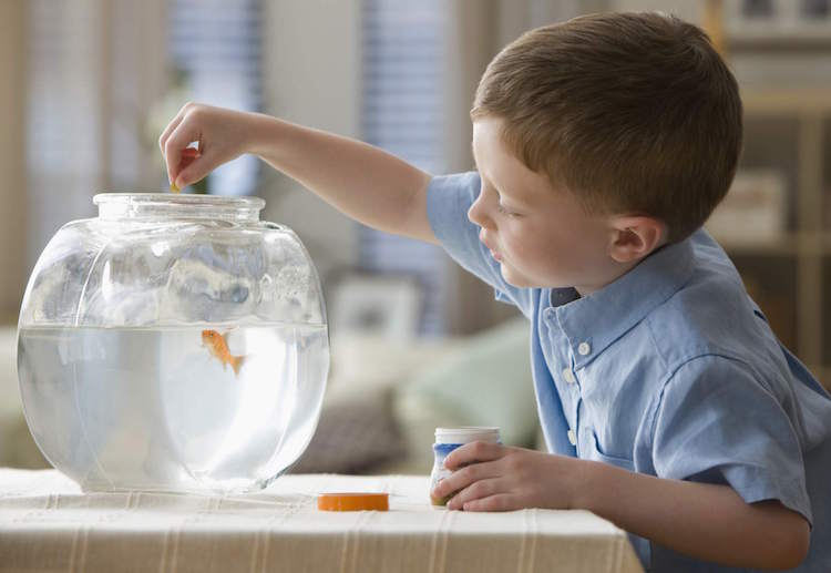 aquarium pour enfant garcon prend soin poisson