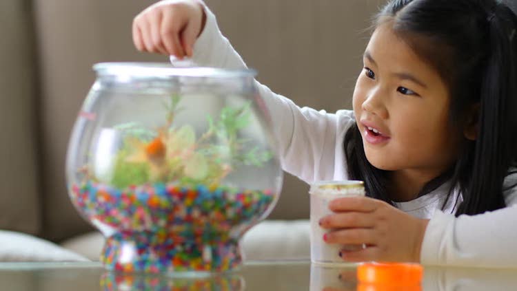 aquarium pour enfant gravier colore petite fille nourrir poisson rouge