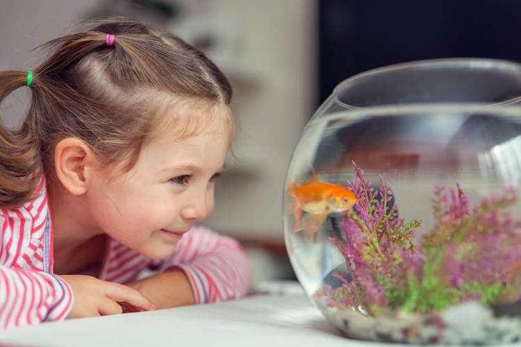 aquarium pour enfant poisson rouge plantes aquatiques