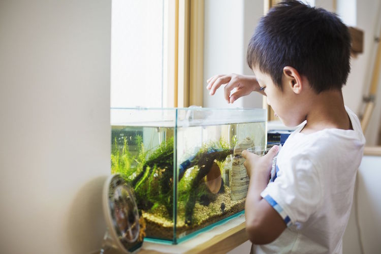 aquarium pour enfant poissons animaux de compagnie