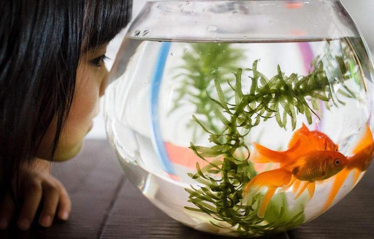 aquarium pour enfant poissons rouges algues petite fille