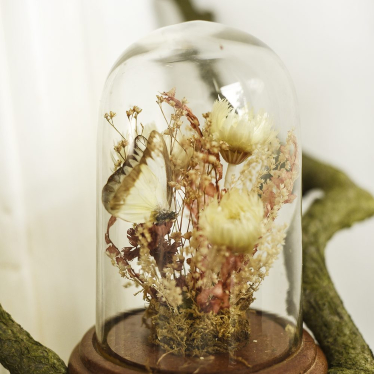deco automne sous cloche verre fleurs sechees papillon naturalise